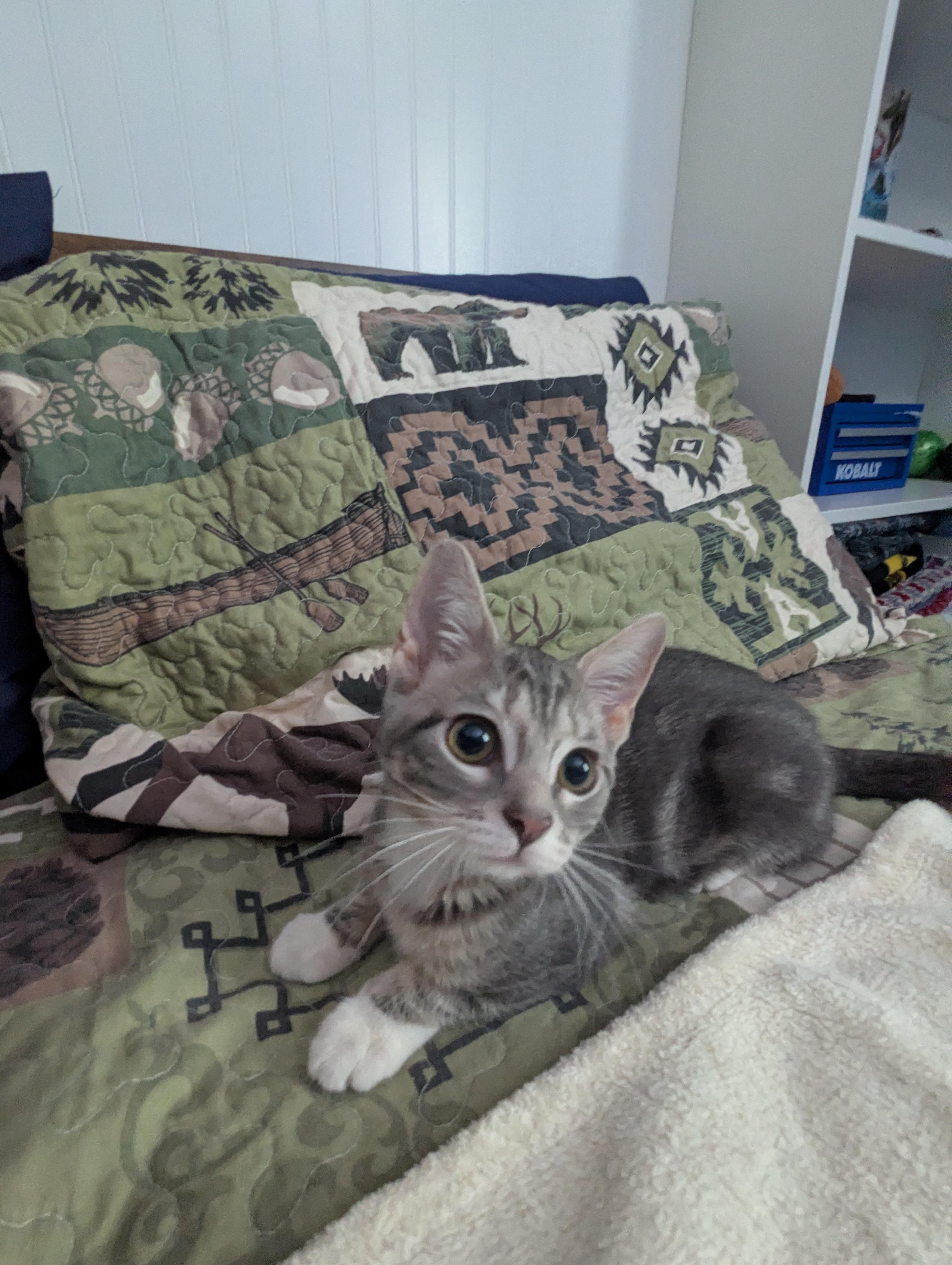 Enlarge Bubbles, a Adoptable Domestic Short Hair in Raeford, NC image 6/6