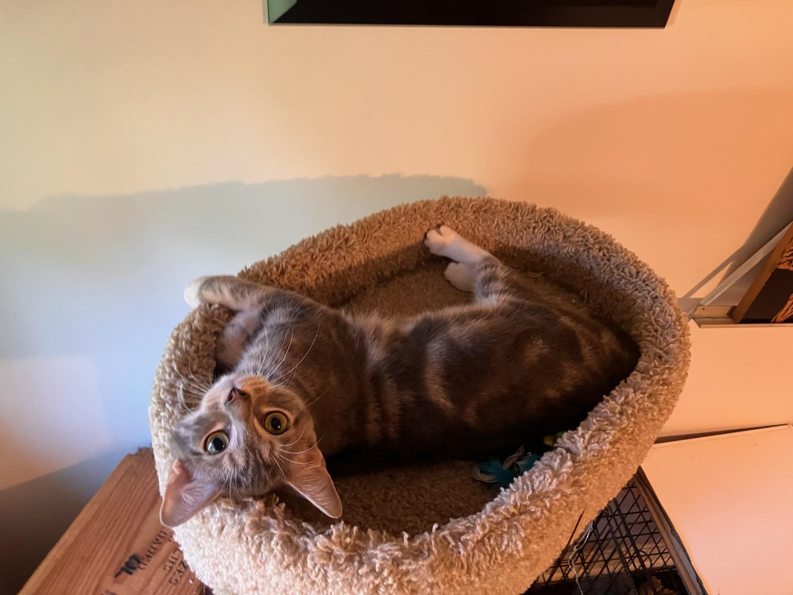 Bubbles, Adoptable, Kitten Female Domestic Short Hair.