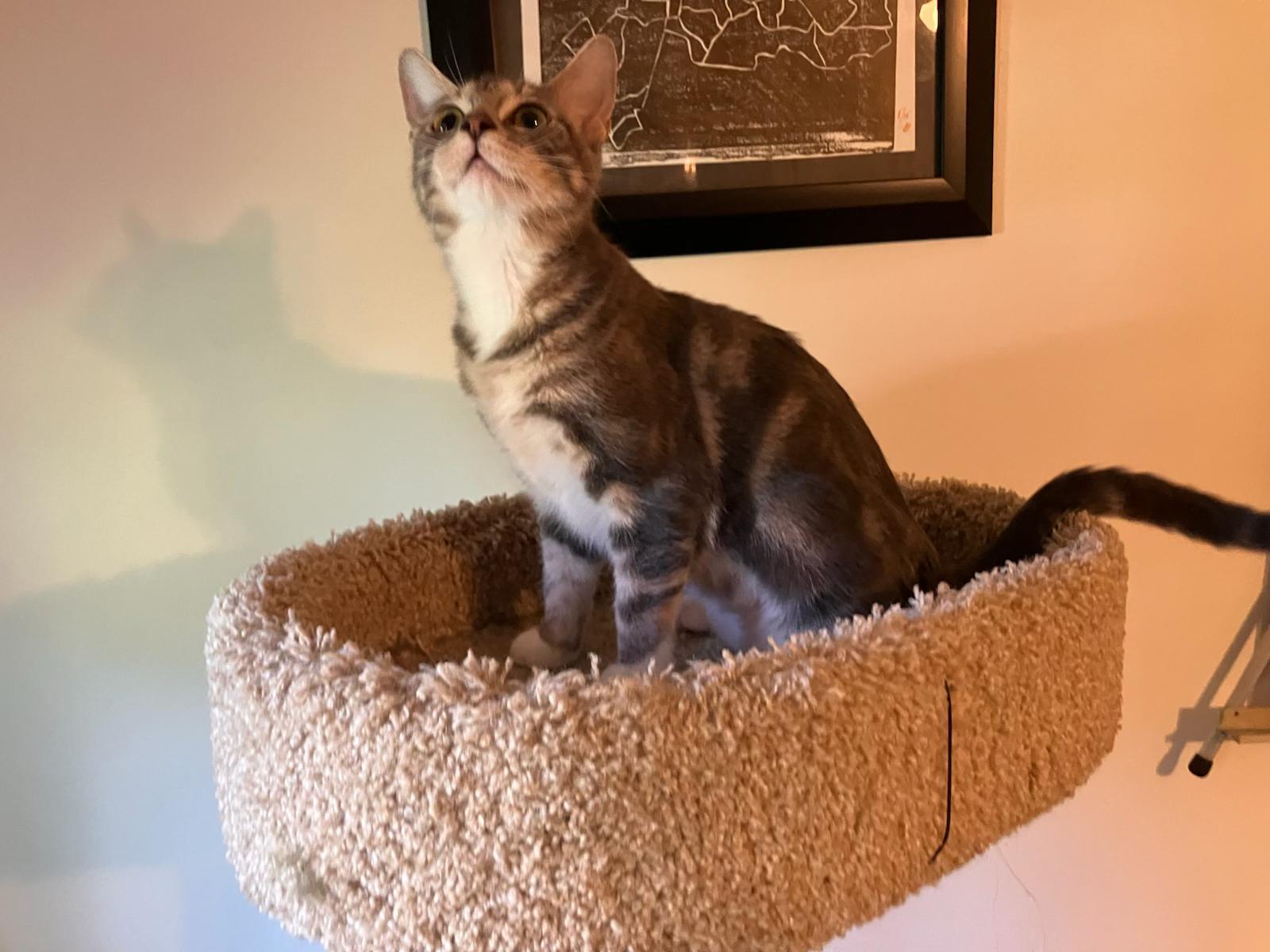Enlarge Bubbles, a Adoptable Domestic Short Hair in Raeford, NC image 2/6