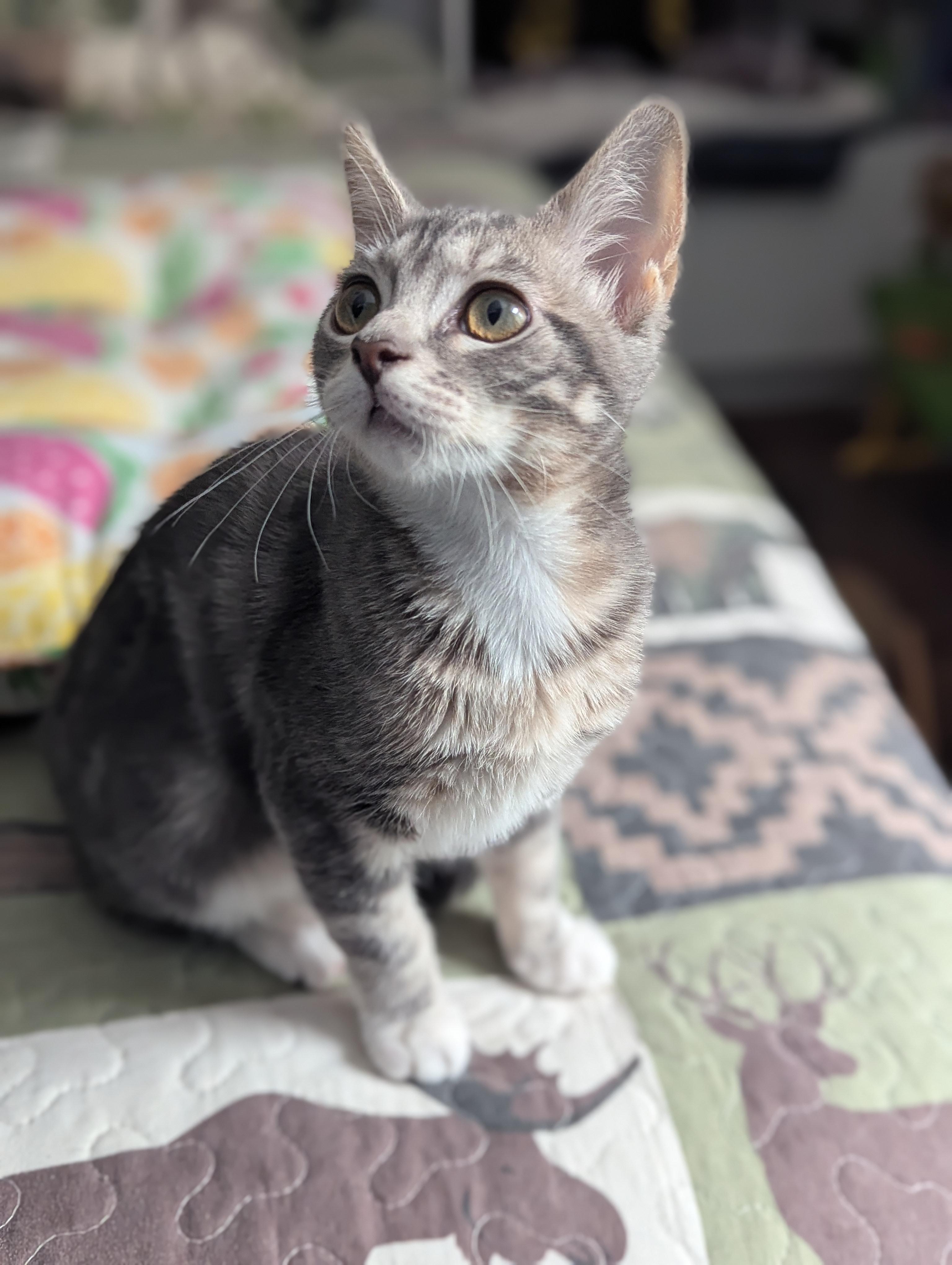 Enlarge Bubbles, a Adoptable Domestic Short Hair in Raeford, NC image 5/6