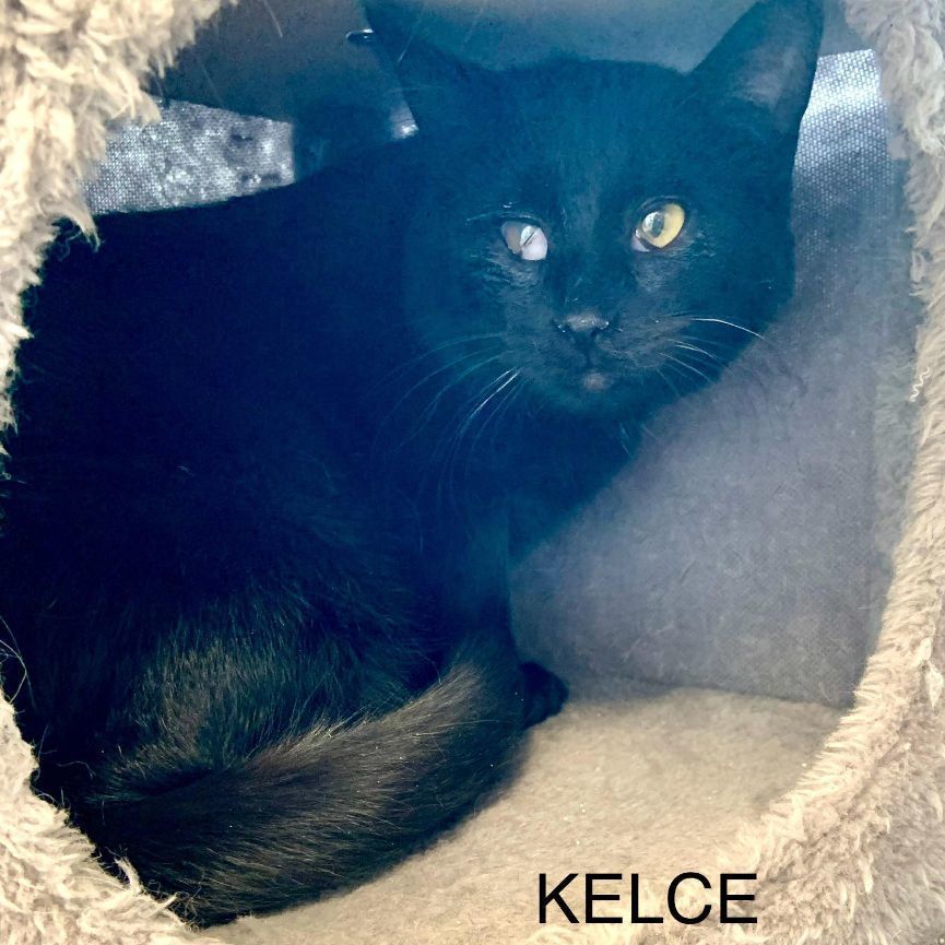 Enlarge Kelce, a Adoptable Domestic Medium Hair in Rushville, IL image 2/2