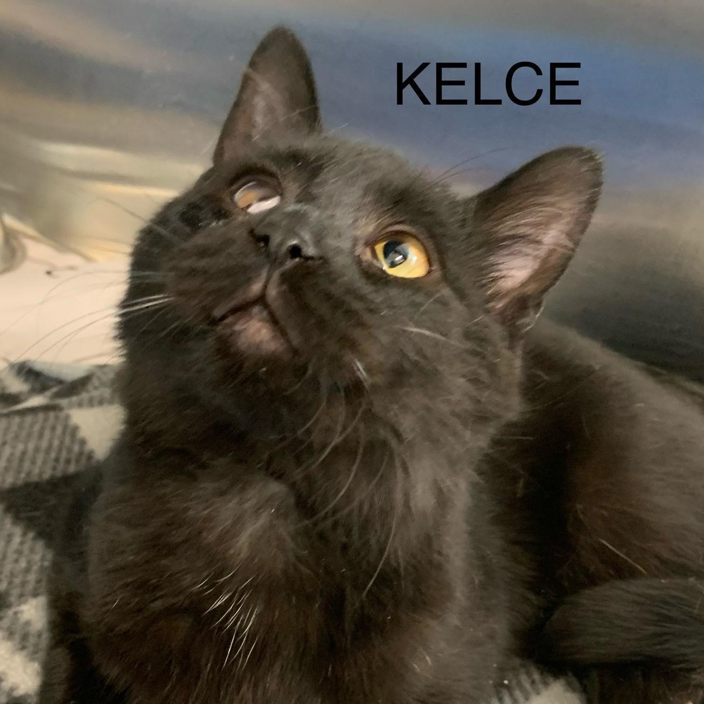 Enlarge Kelce, a Adoptable Domestic Medium Hair in Rushville, IL image 1/2