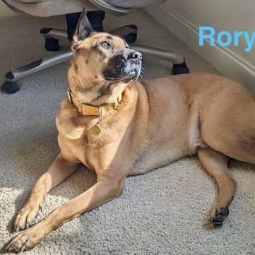 RORY, Adoptable, Adult Male Labrador Retriever & Terrier.