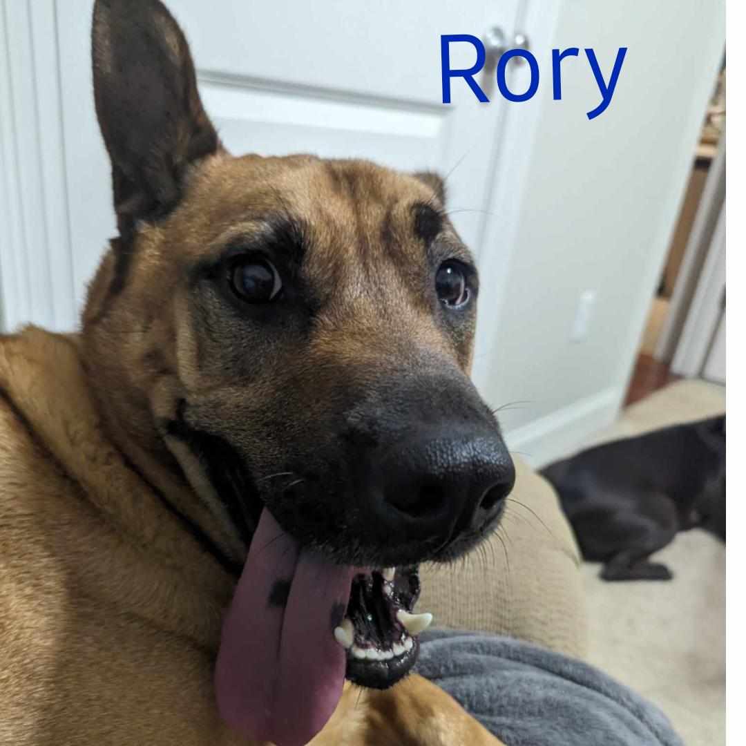 RORY, a Adoptable mixed breed in Madisonville, LA image 4/4