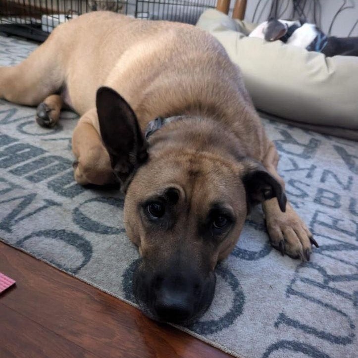 RORY, Adoptable, Adult Male Labrador Retriever & Terrier.