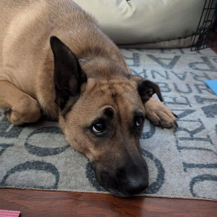 RORY, a Adoptable mixed breed in Madisonville, LA image 2/4