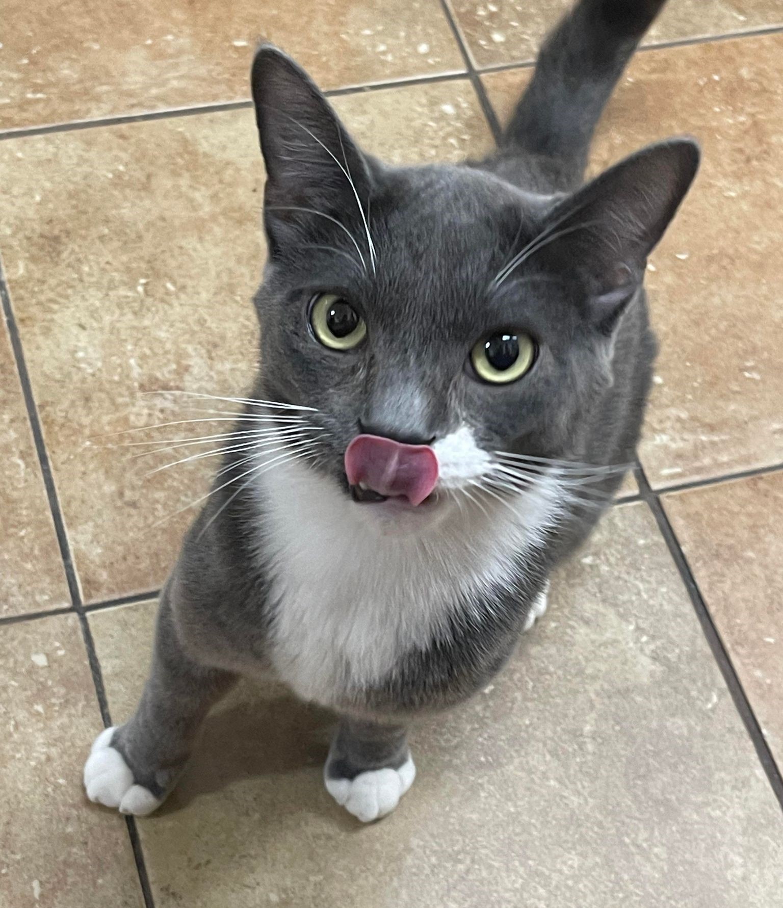 Enlarge CSI DR GIL GRISSOM, a Adoptable mixed breed in HEMET, CA image 2/6