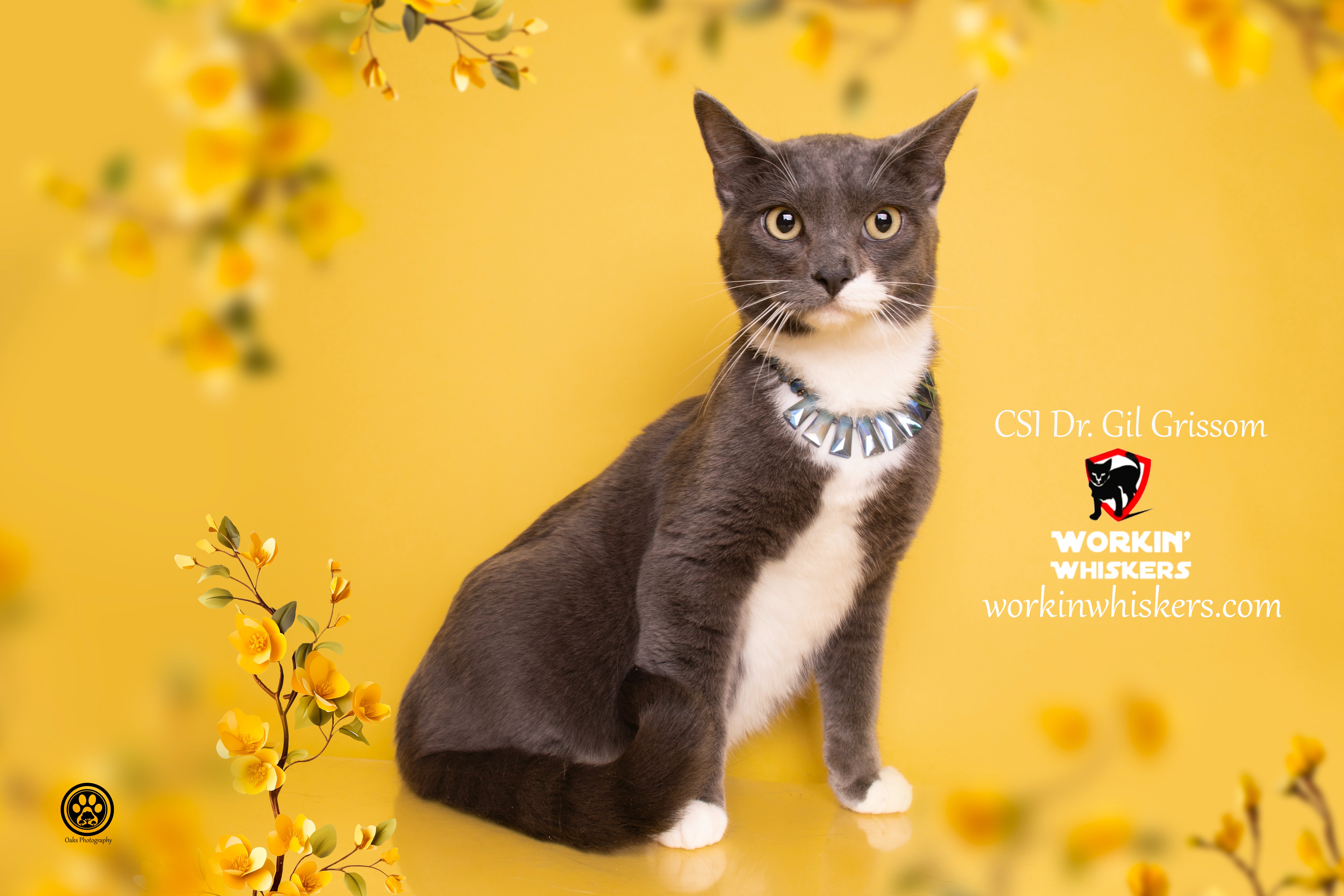 Enlarge CSI DR GIL GRISSOM, a Adoptable mixed breed in HEMET, CA image 1/6