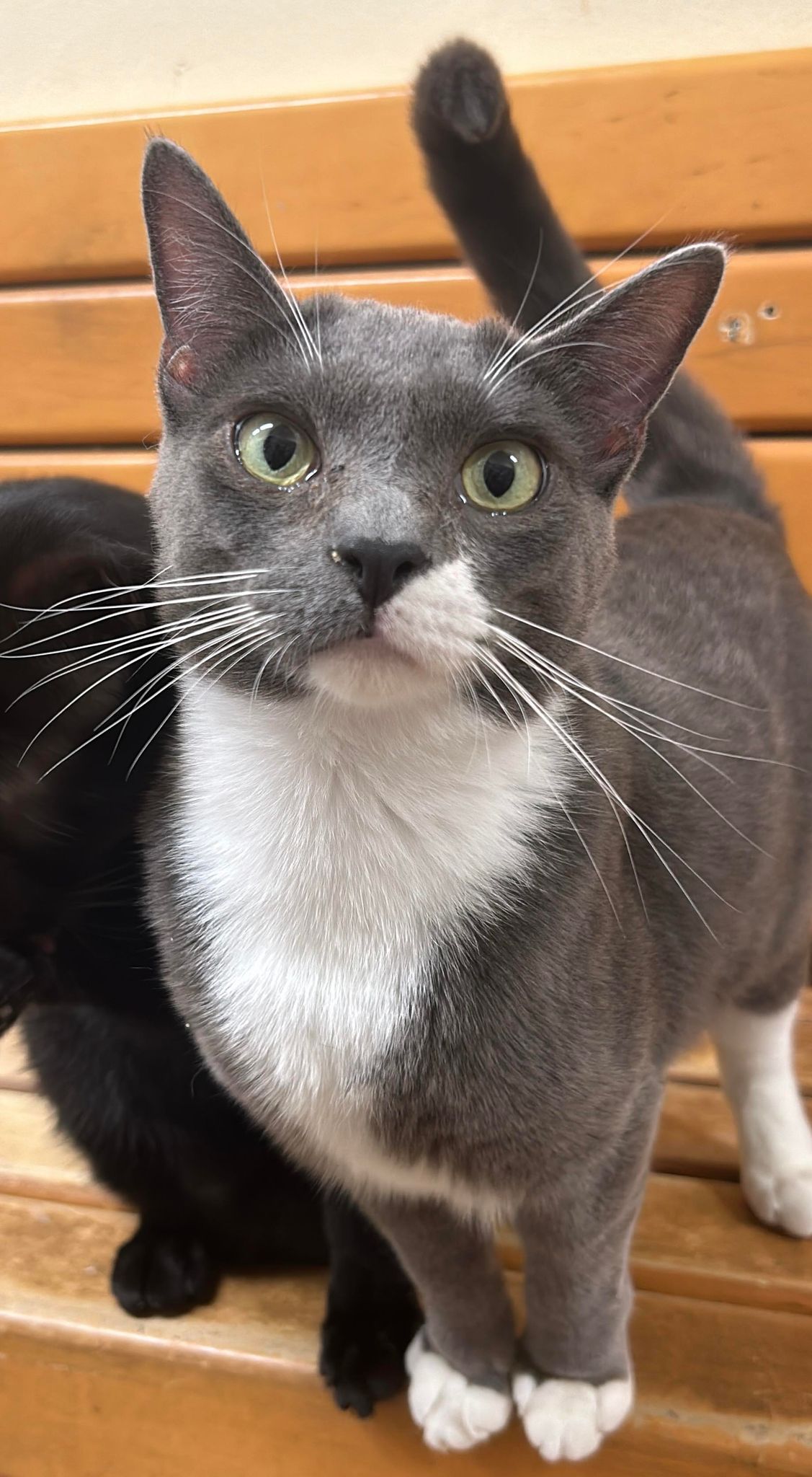 Enlarge CSI DR GIL GRISSOM, a Adoptable mixed breed in HEMET, CA image 5/6