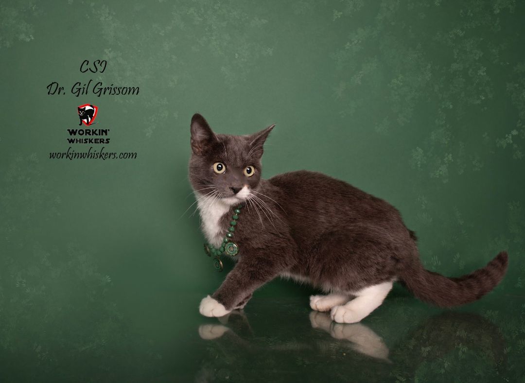 Enlarge CSI DR GIL GRISSOM, a Adoptable mixed breed in HEMET, CA image 4/6