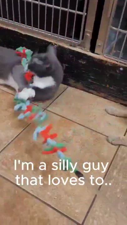 Enlarge CSI DR GIL GRISSOM, a Adoptable mixed breed in HEMET, CA video 6/6