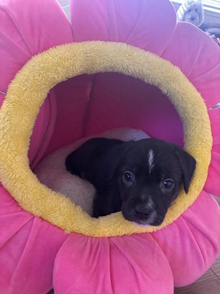 Enlarge Teresa, a Adoptable mixed breed in Phoenix, AZ image 1/6