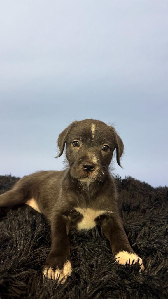 Enlarge Teresa, a Adoptable mixed breed in Phoenix, AZ image 2/6