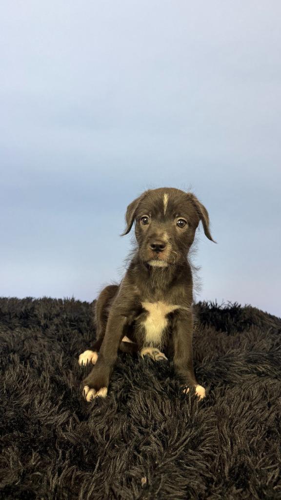 Enlarge Teresa, a Adoptable mixed breed in Phoenix, AZ image 3/6