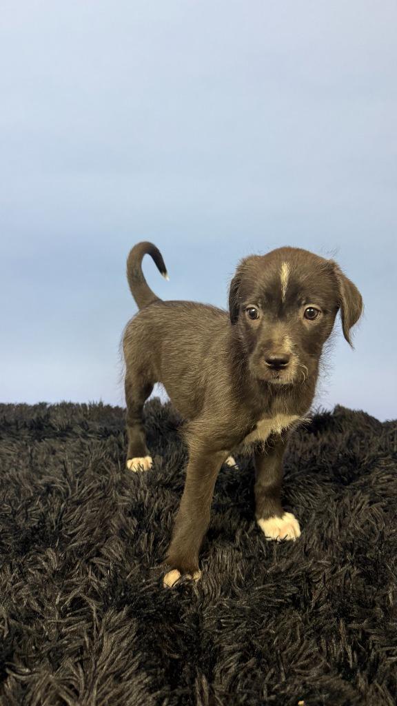 Enlarge Teresa, a Adoptable mixed breed in Phoenix, AZ image 4/6
