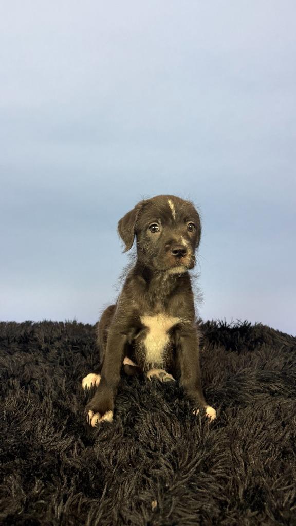 Enlarge Teresa, a Adoptable mixed breed in Phoenix, AZ image 5/6