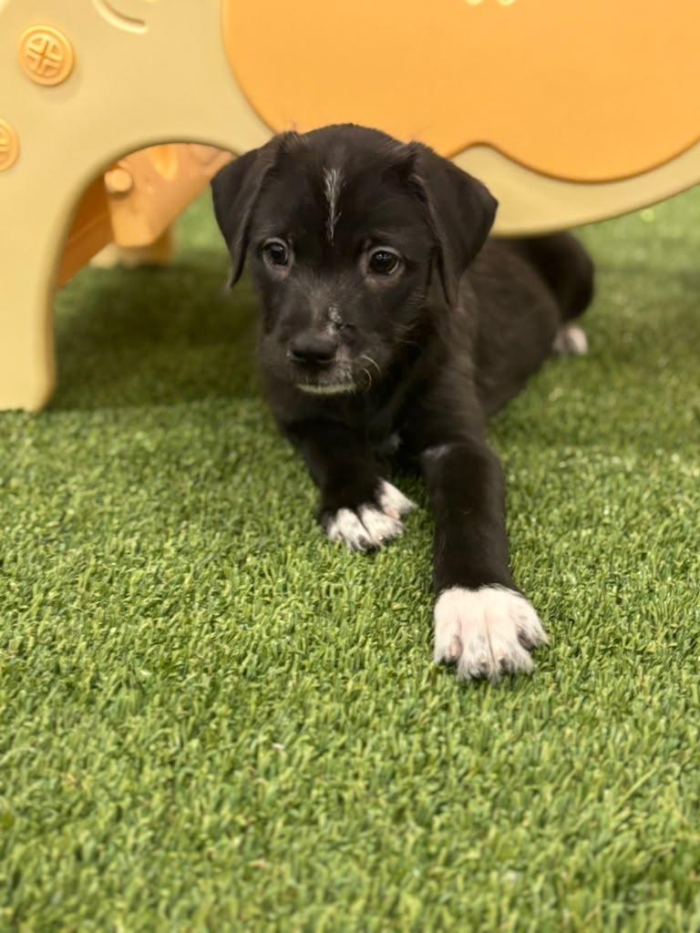 Enlarge Teresa, a Adoptable mixed breed in Phoenix, AZ image 6/6