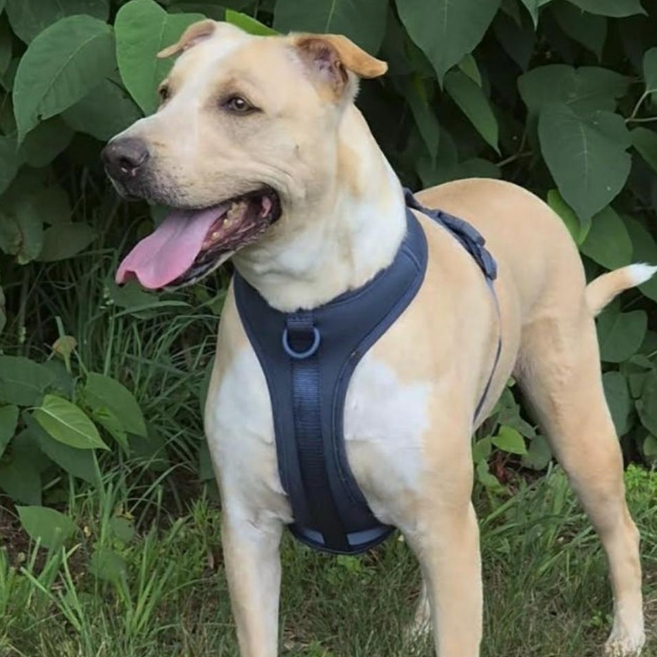 Enlarge Prince Zuko, a ADOPTABLE mixed breed in Orwigsburg, PA image 2/2
