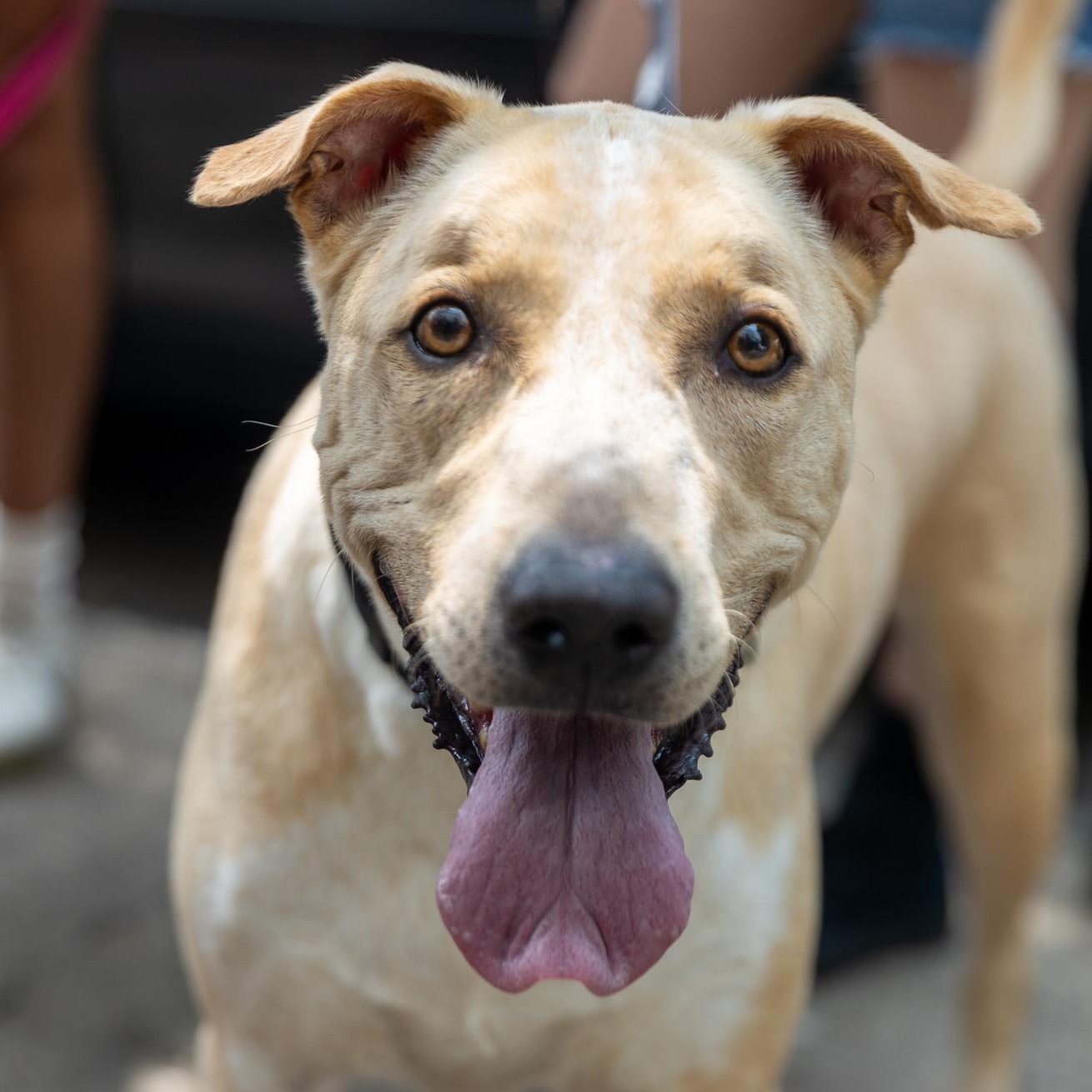 Prince Zuko, ADOPTABLE, Adult Male Labrador Retriever.