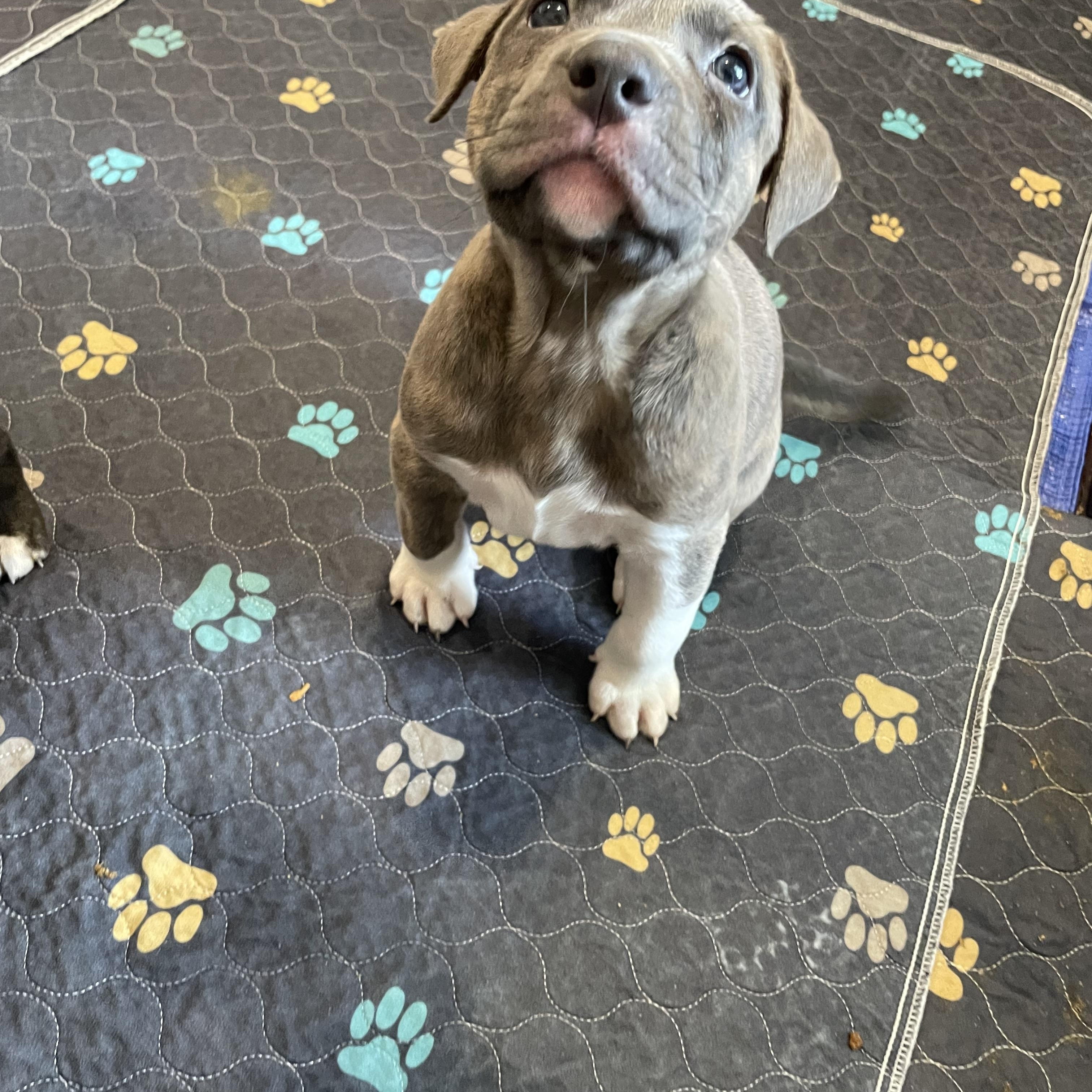 Enlarge Moose. ADOPTED, a ADOPTABLE mixed breed in Union Grove, WI image 4/4