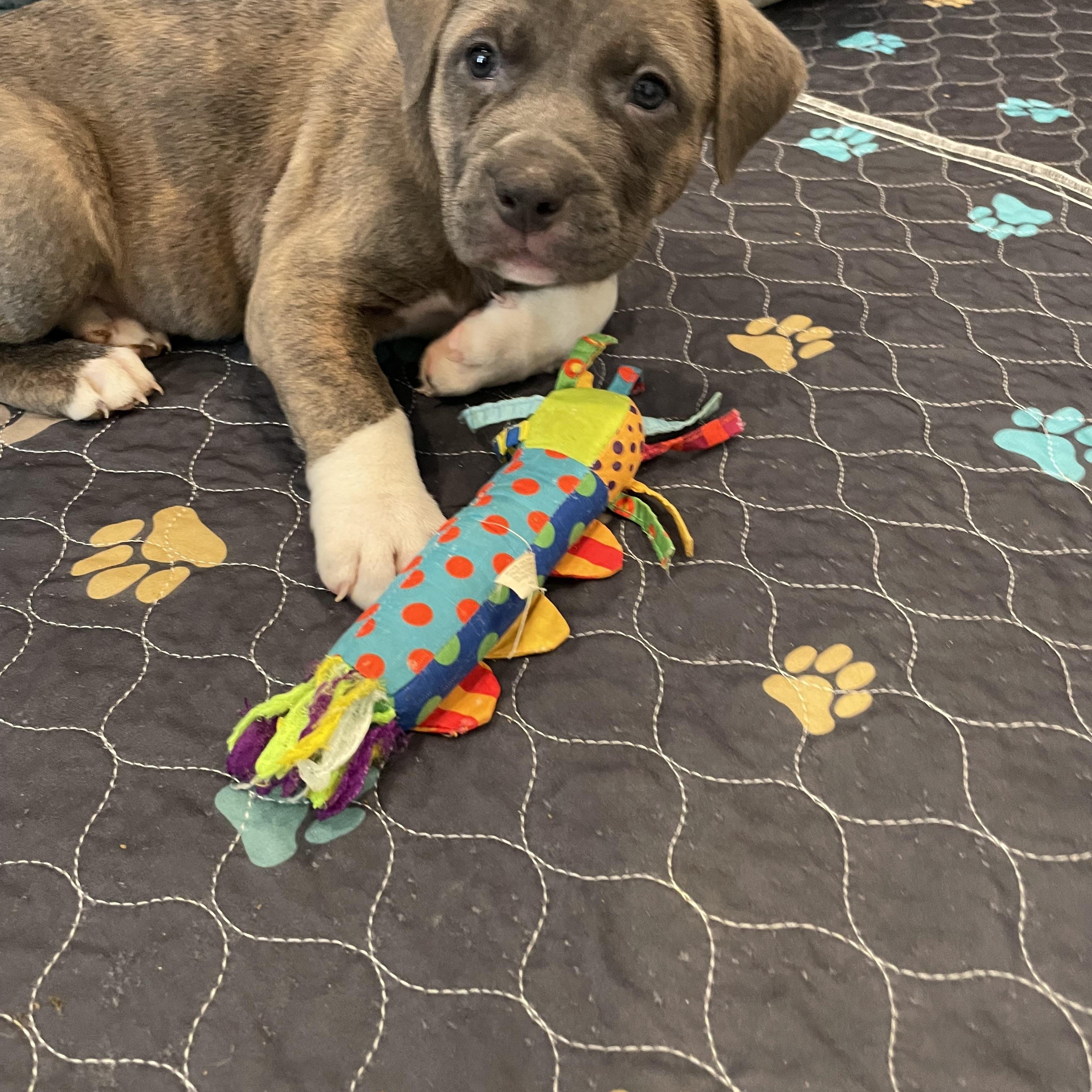 Enlarge Moose. ADOPTED, a ADOPTABLE mixed breed in Union Grove, WI image 2/4