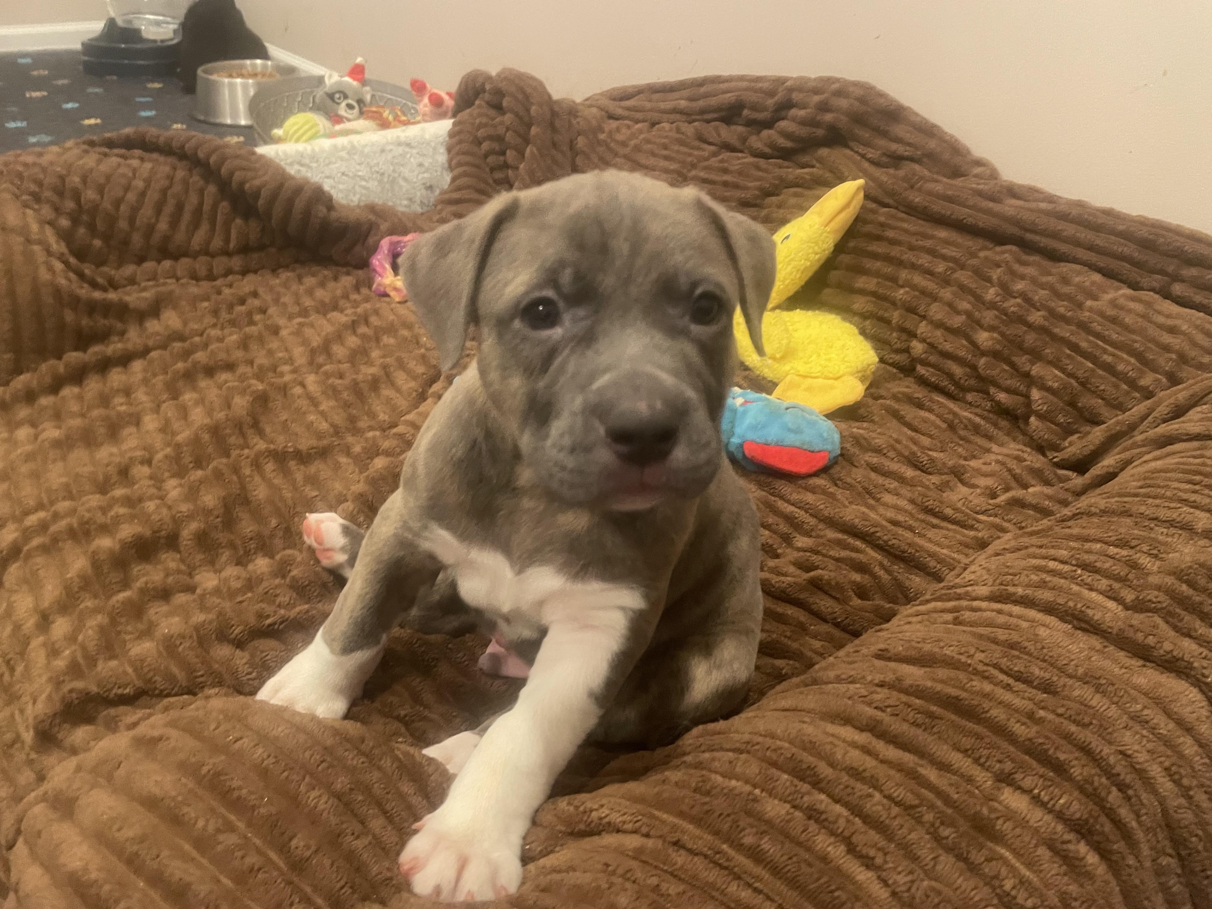 Moose. ADOPTED, ADOPTABLE, Puppy Male Catahoula Leopard Dog & Mastiff.