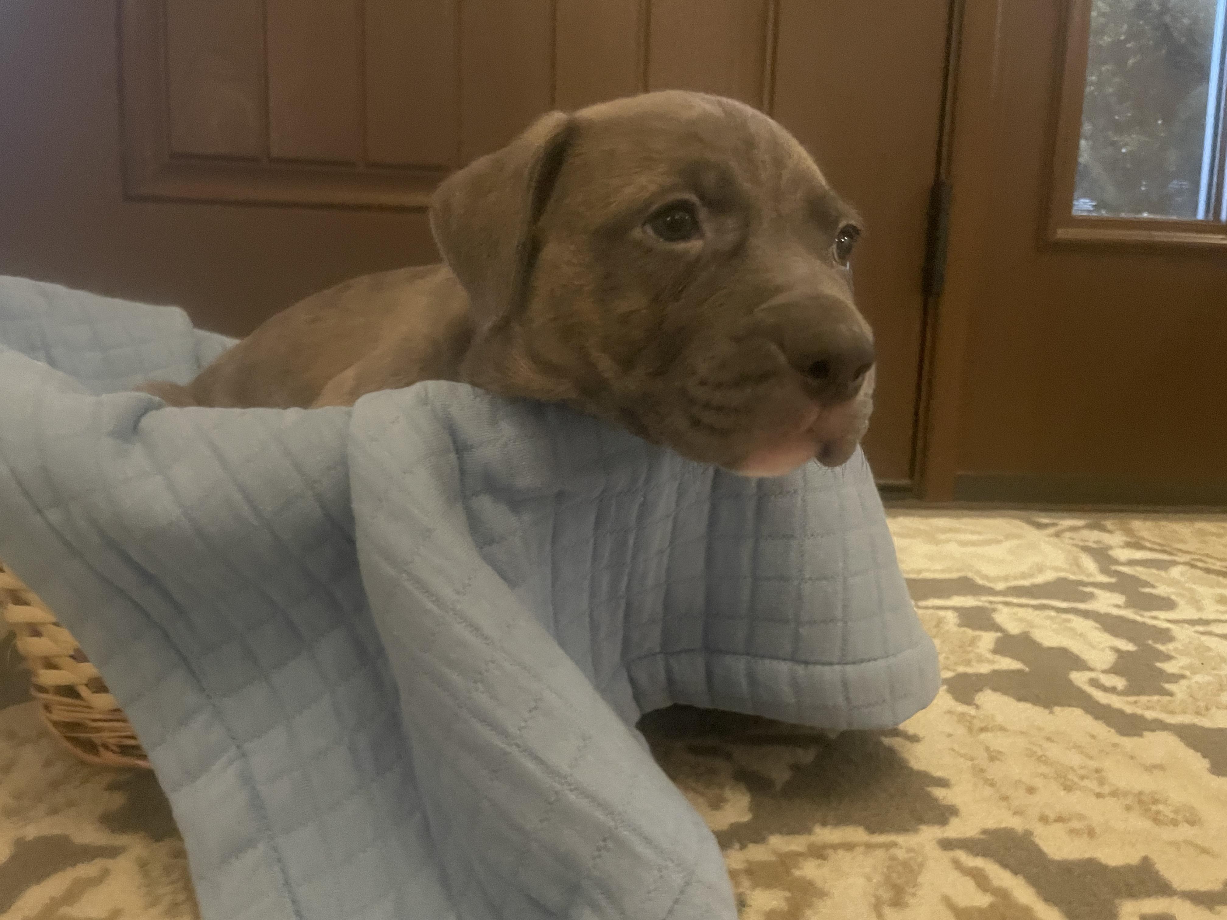 Enlarge Moose. ADOPTED, a ADOPTABLE mixed breed in Union Grove, WI image 3/4