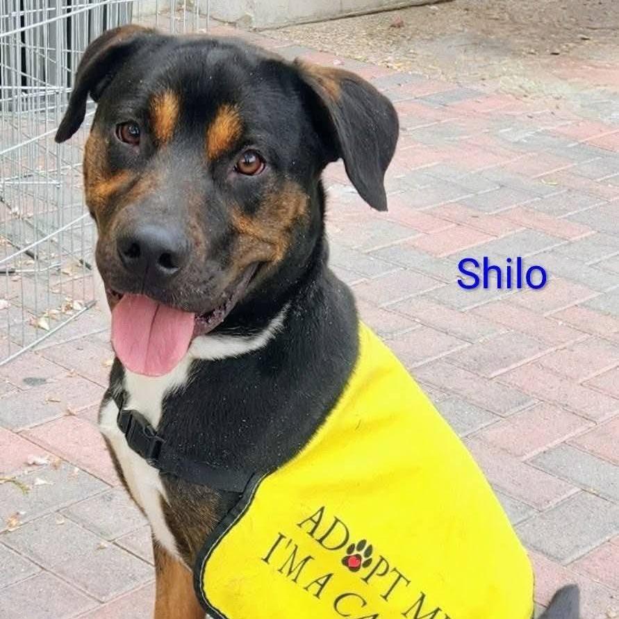Enlarge Shilo, a Adoptable mixed breed in North Las Vegas, NV image 3/3