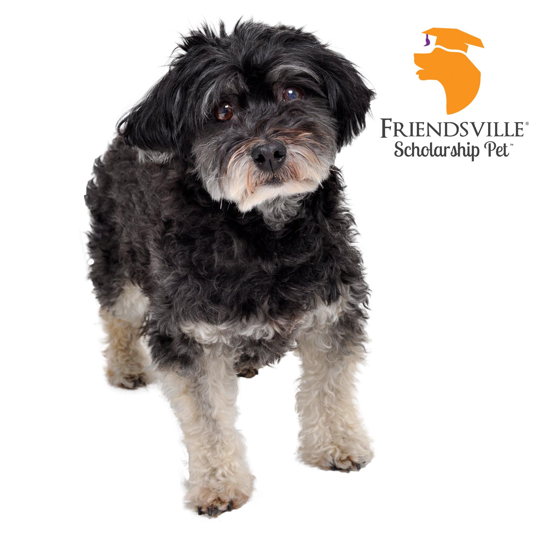 Enlarge Lucy, a Adopted mixed breed in Friendsville, TN image 2/2