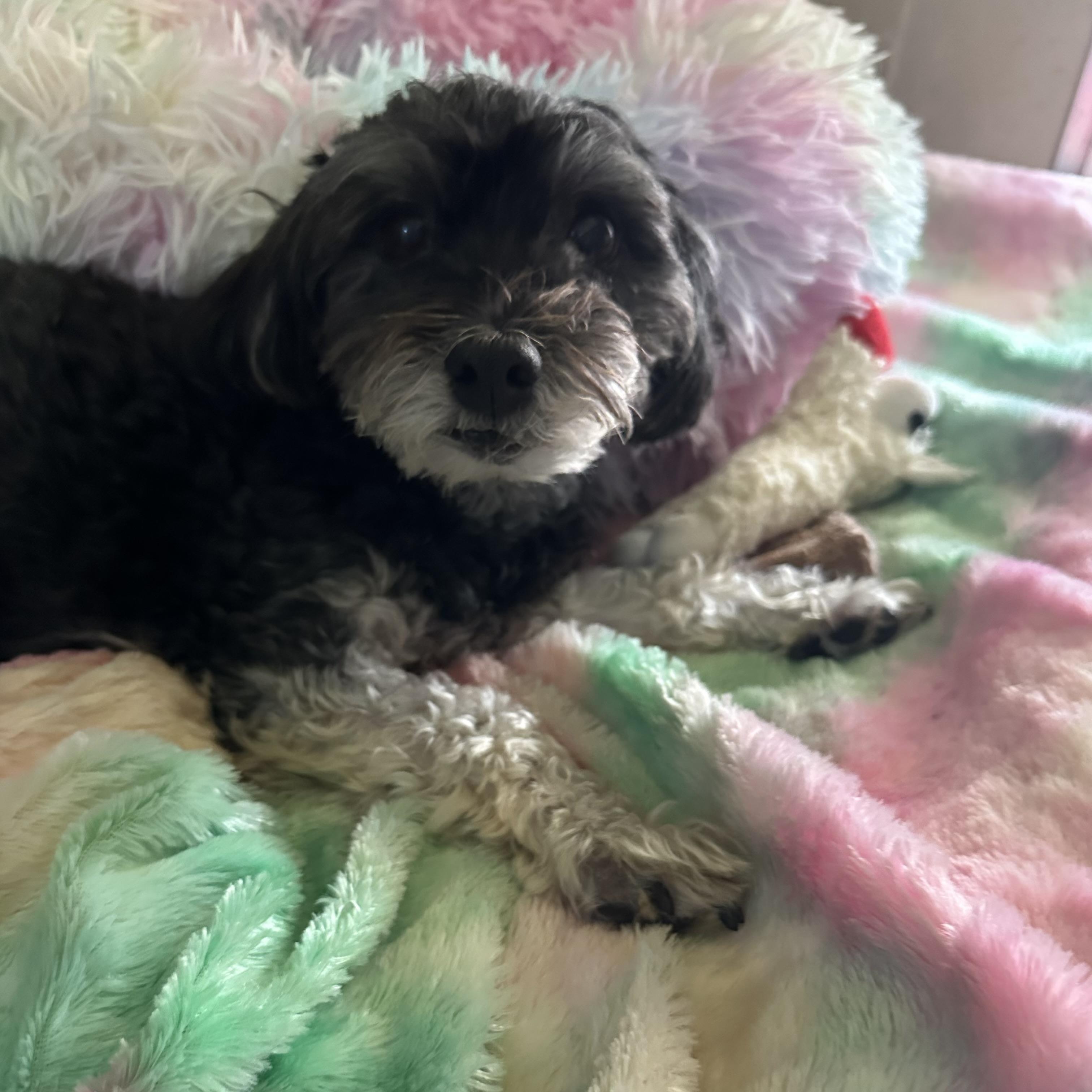 Lucy, an adoptable Havanese in Friendsville, TN, 37737 | Photo Image 1