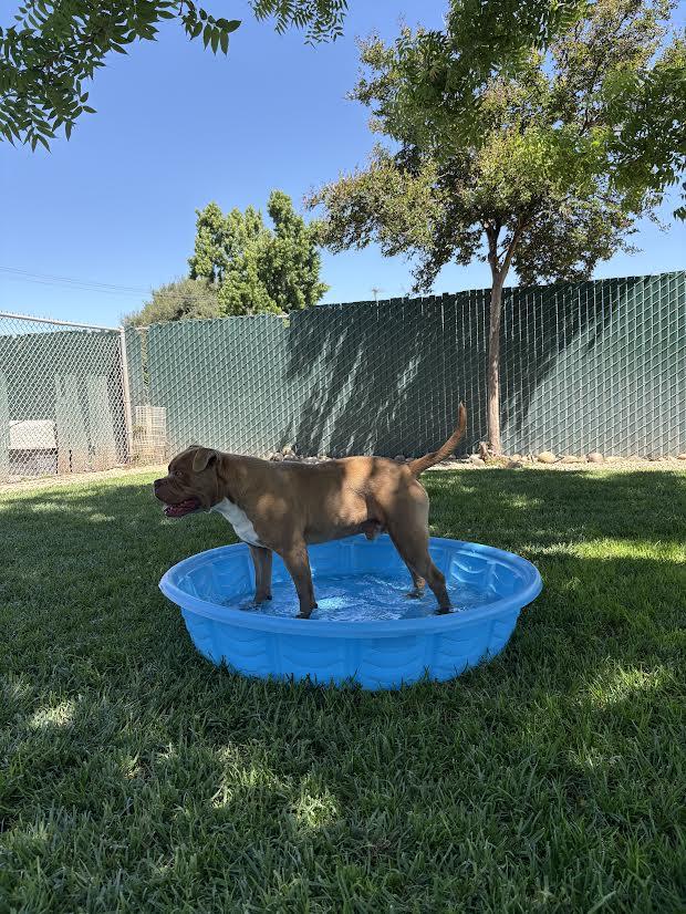 Goofy, ADOPTABLE, Adult Male Dogue de Bordeaux.