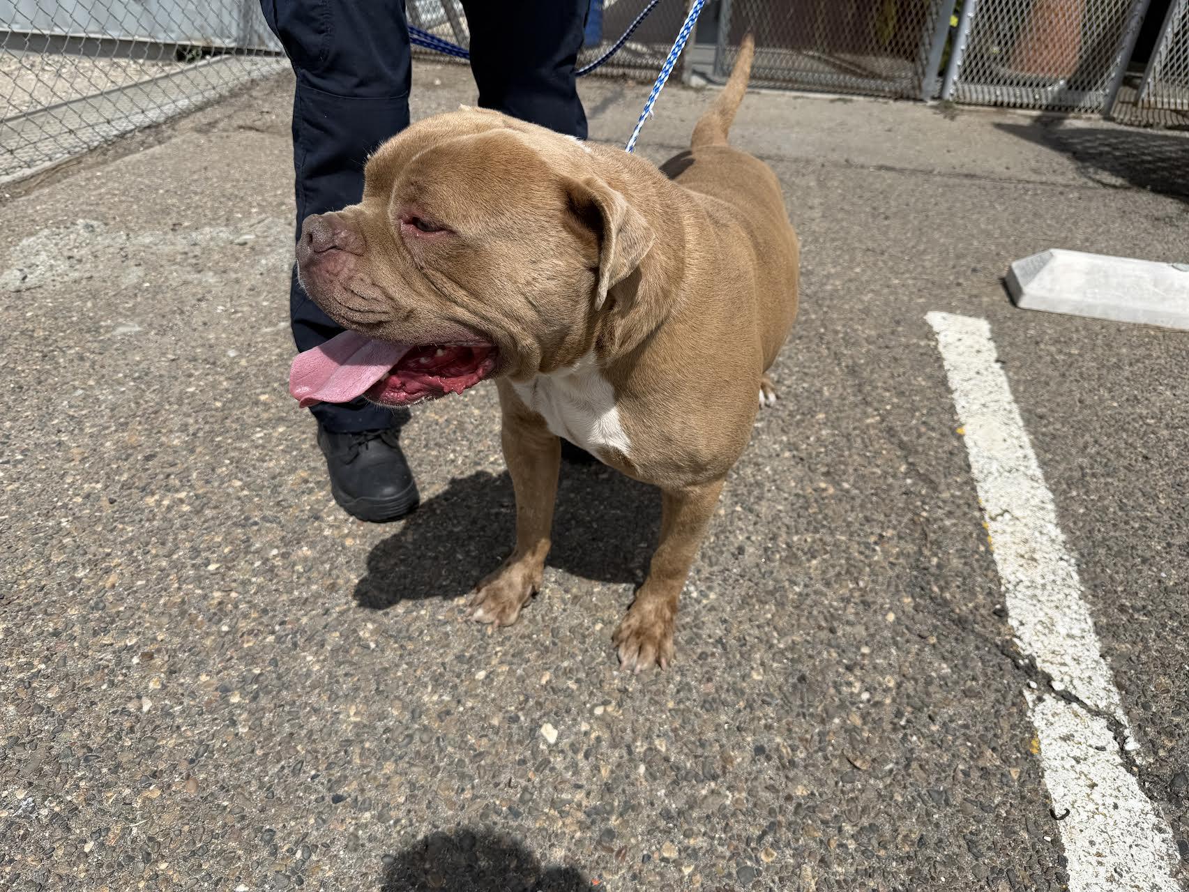 Goofy, ADOPTABLE, Adult Male Dogue de Bordeaux.