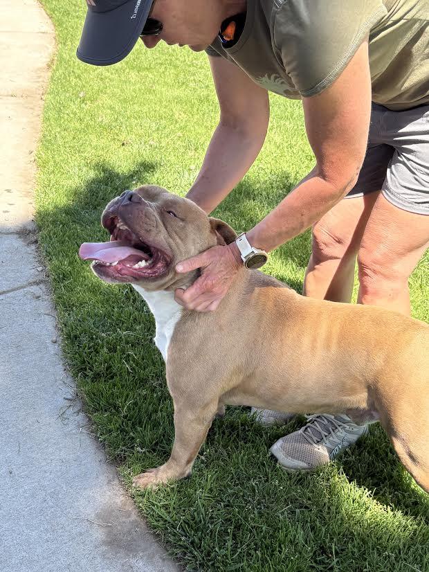 Enlarge Goofy, a ADOPTABLE mixed breed in Oakdale, CA image 2/3