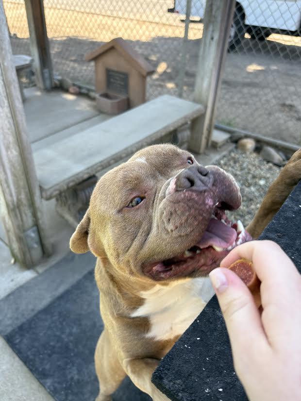 Enlarge Goofy, a ADOPTABLE mixed breed in Oakdale, CA image 3/3