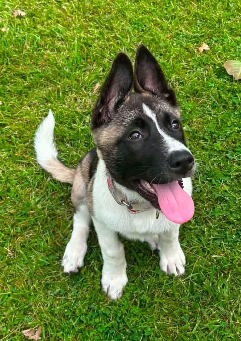 Enlarge Rebel, a ADOPTABLE Akita in Dearborn, MI image 3/4