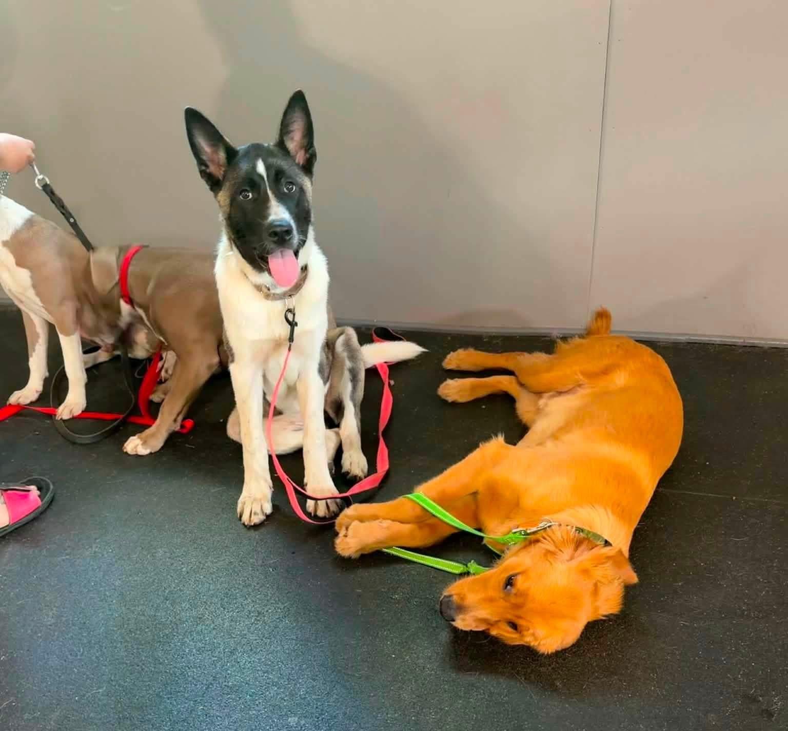 Enlarge Rebel, a ADOPTABLE Akita in Dearborn, MI image 2/4