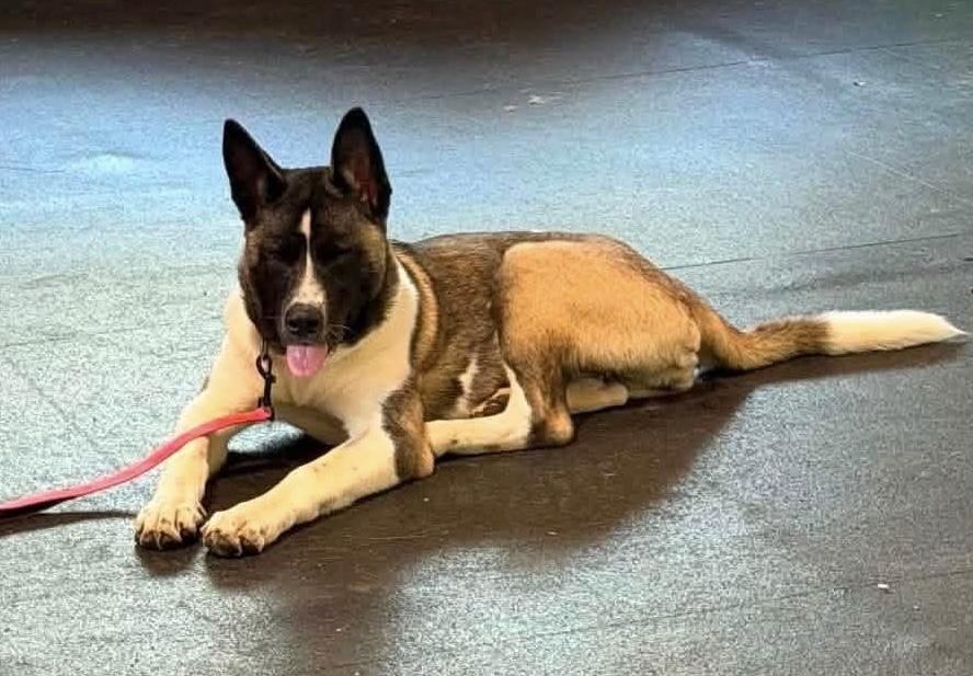 Enlarge Rebel, a ADOPTABLE Akita in Dearborn, MI image 1/4