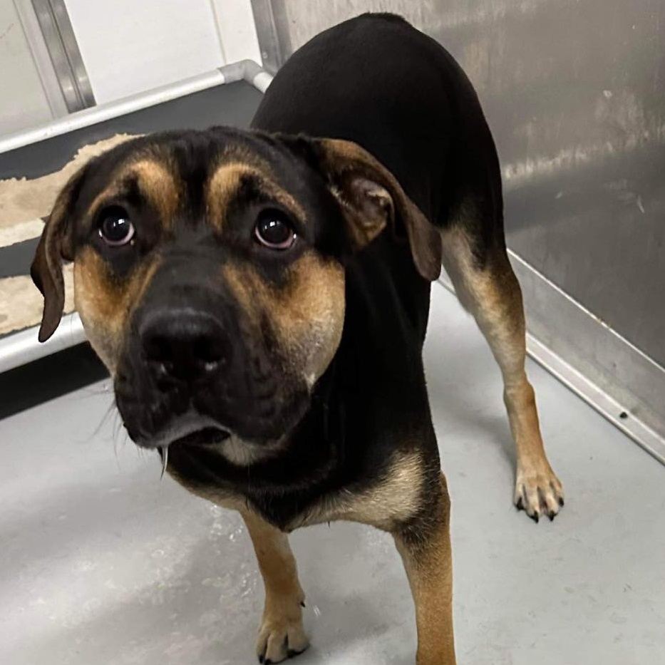 Dog for adoption Rawlin, a Rottweiler Mix in Zanesville, OH Petfinder