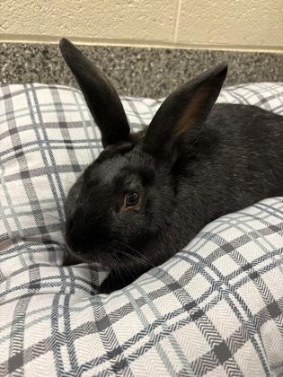 Hudson, Adoptable, Young Male Bunny Rabbit & Bunny Rabbit.