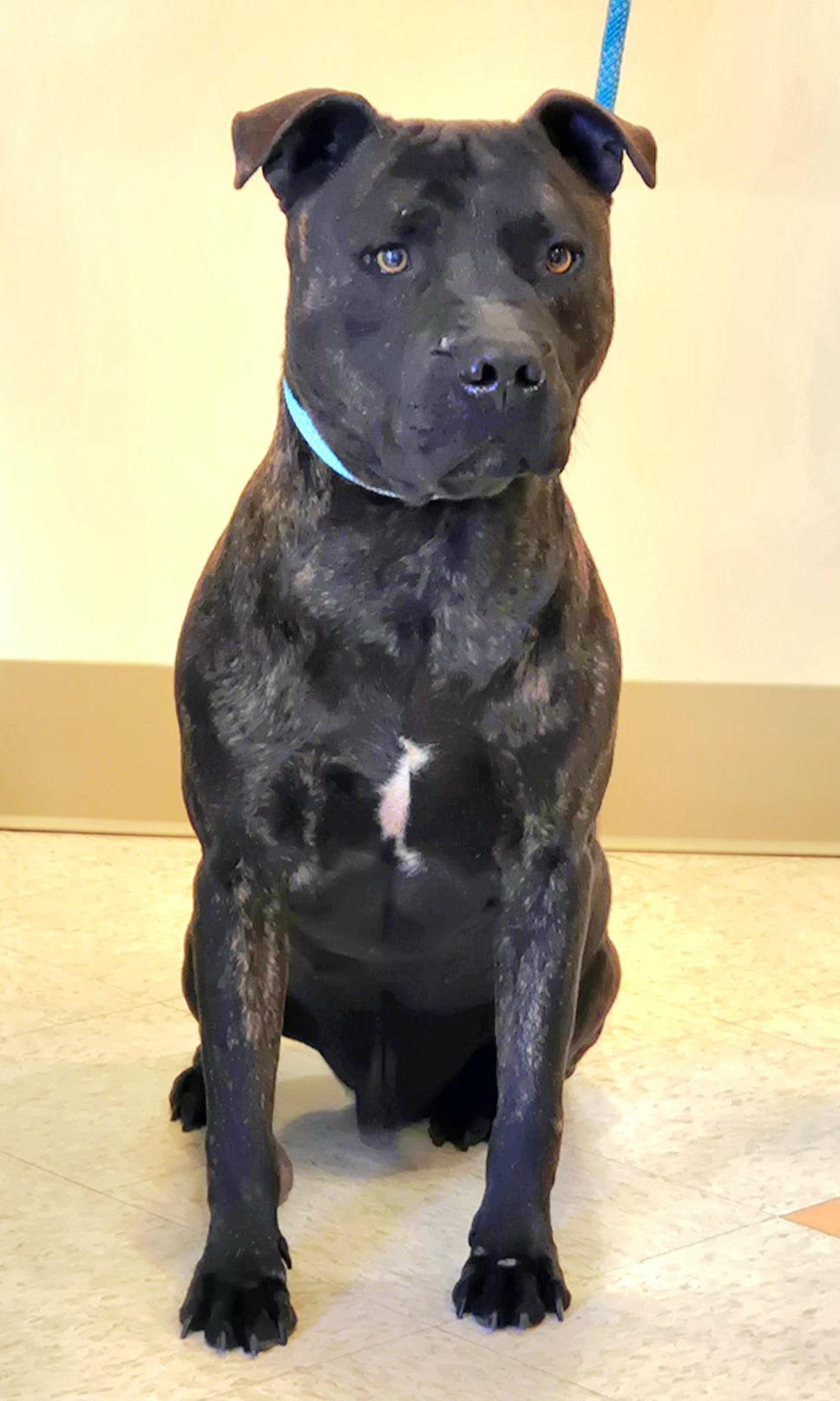 Tank, adopted, Adult Male Pit Bull Terrier.