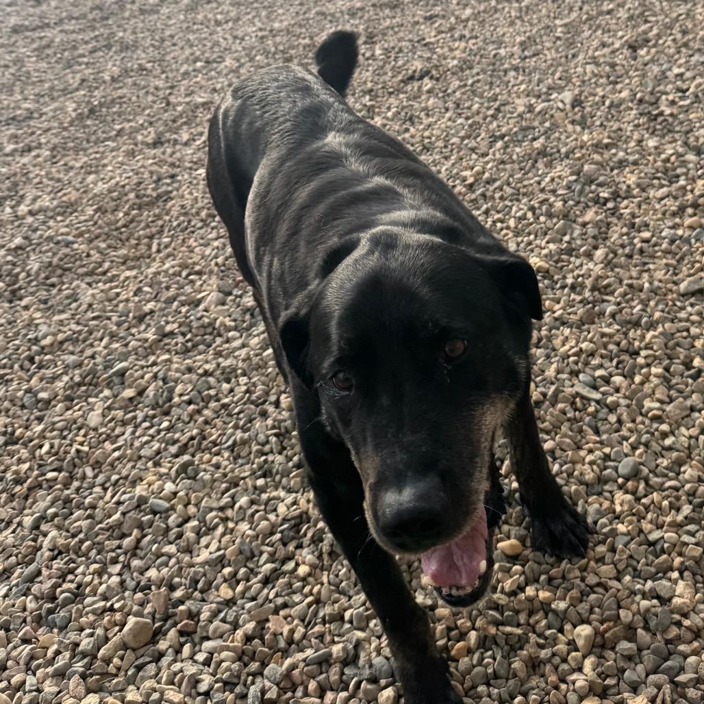 Enlarge Spike, a Adoptable mixed breed in North Battleford, SK image 1/6