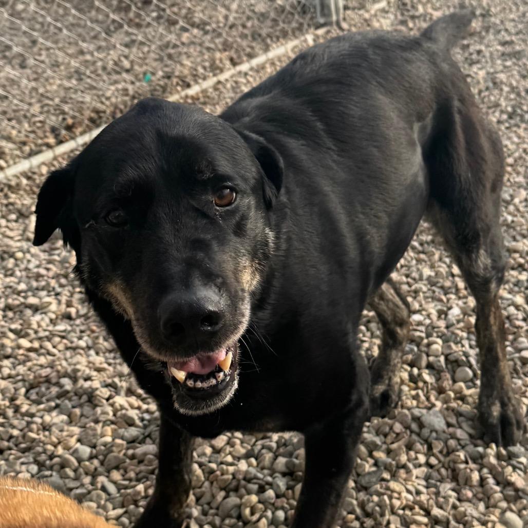 Enlarge Spike, a Adoptable mixed breed in North Battleford, SK image 2/6
