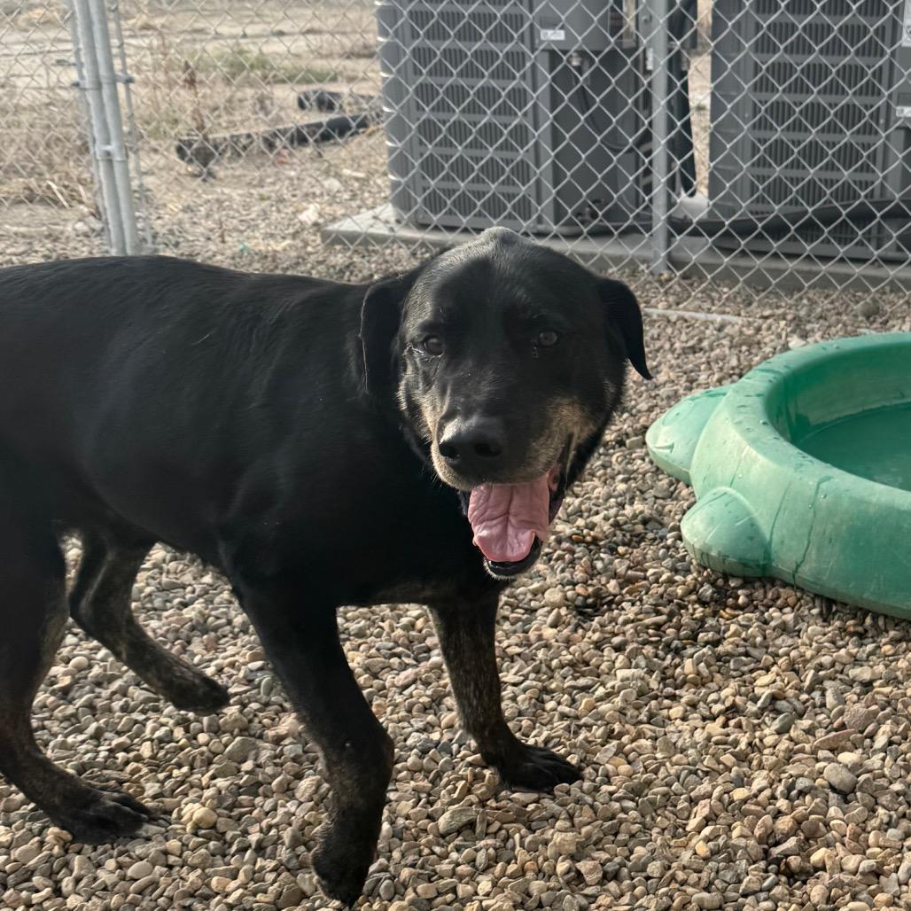 Enlarge Spike, a Adoptable mixed breed in North Battleford, SK image 4/6