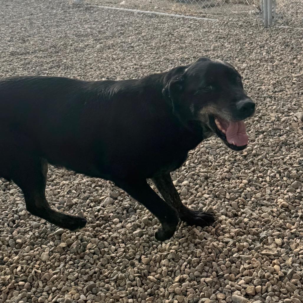Enlarge Spike, a Adoptable mixed breed in North Battleford, SK image 5/6