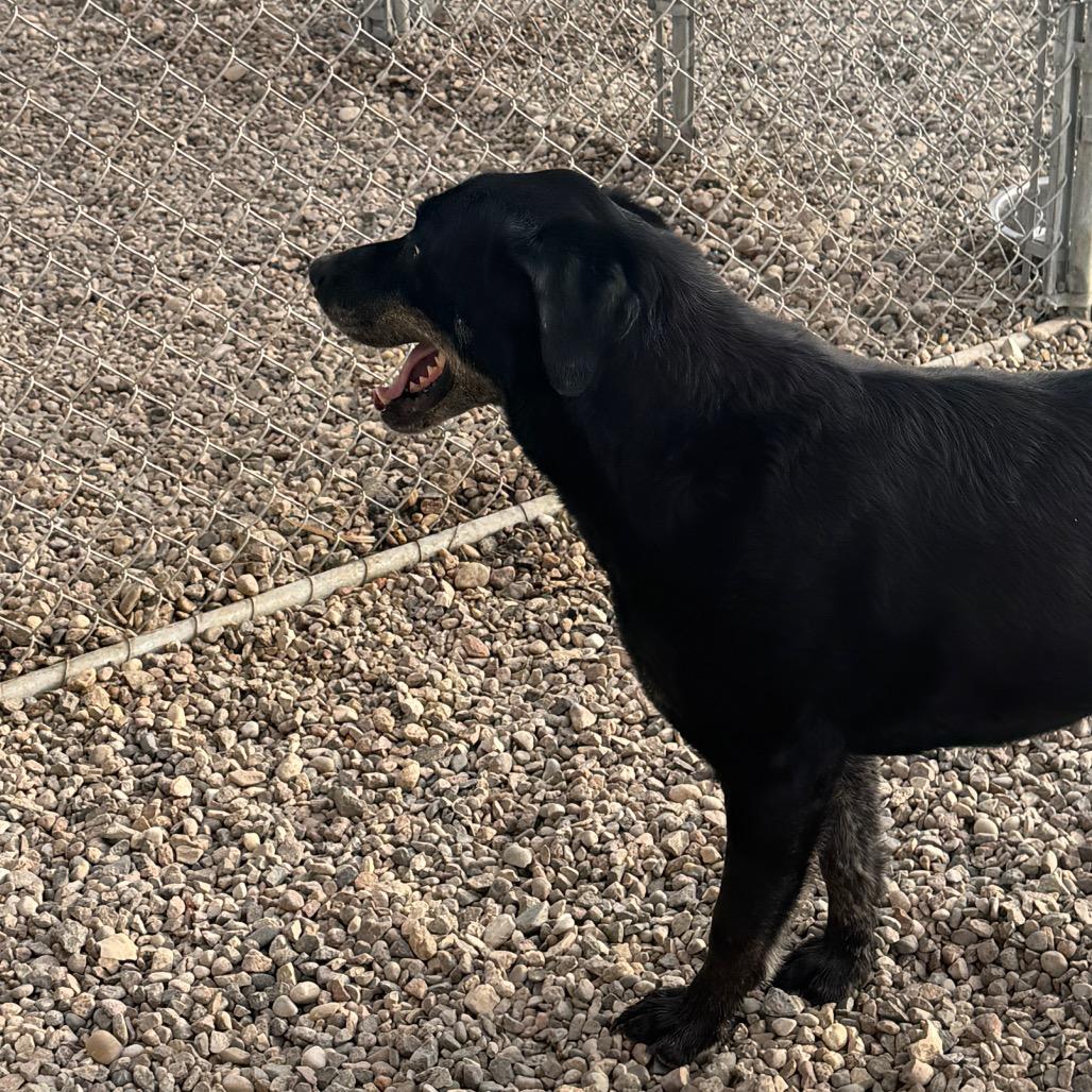 Enlarge Spike, a Adoptable mixed breed in North Battleford, SK image 6/6