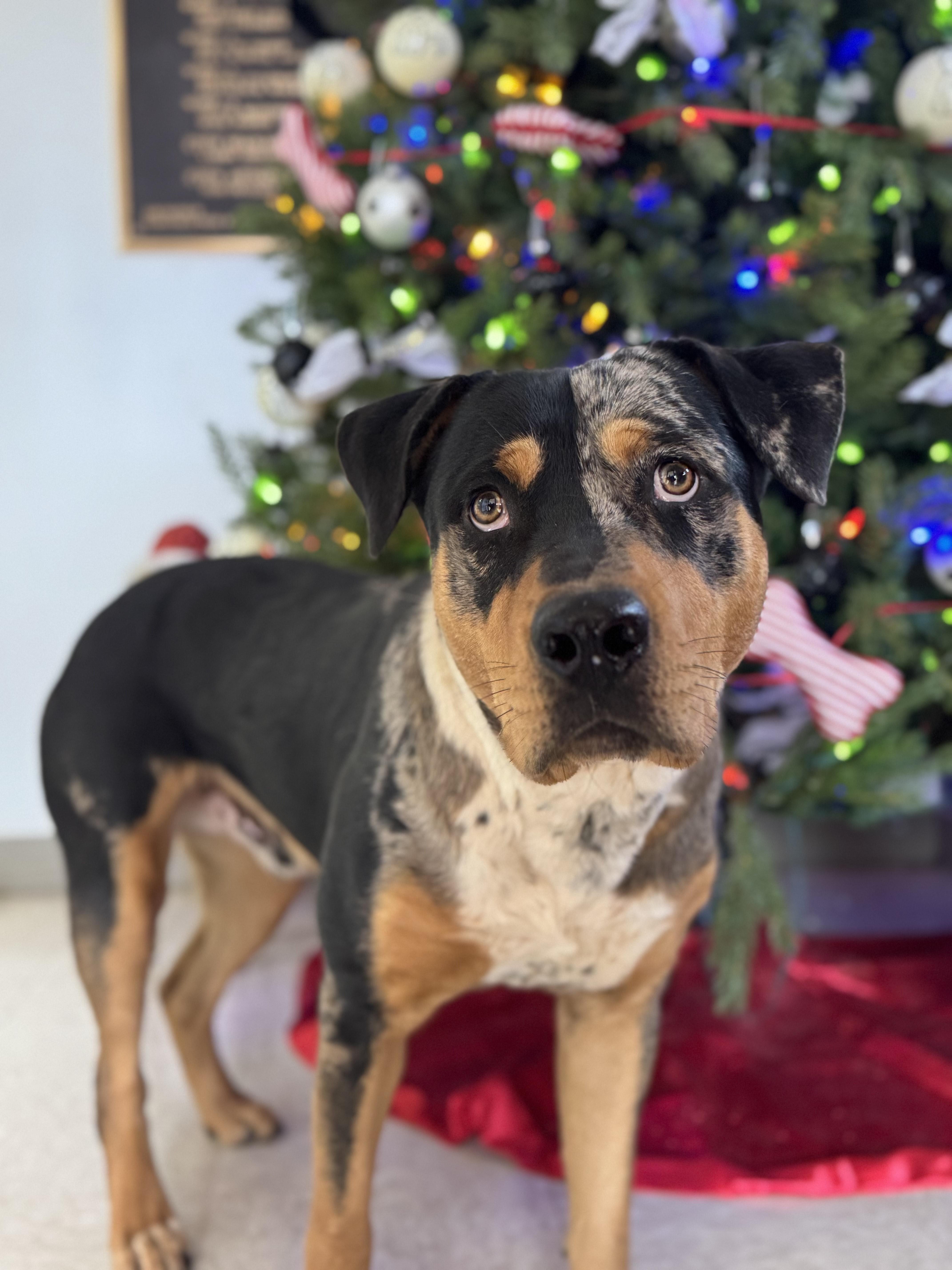 Fat Boy, a Adoptable Mixed Breed in Chickasha, OK image 1/2