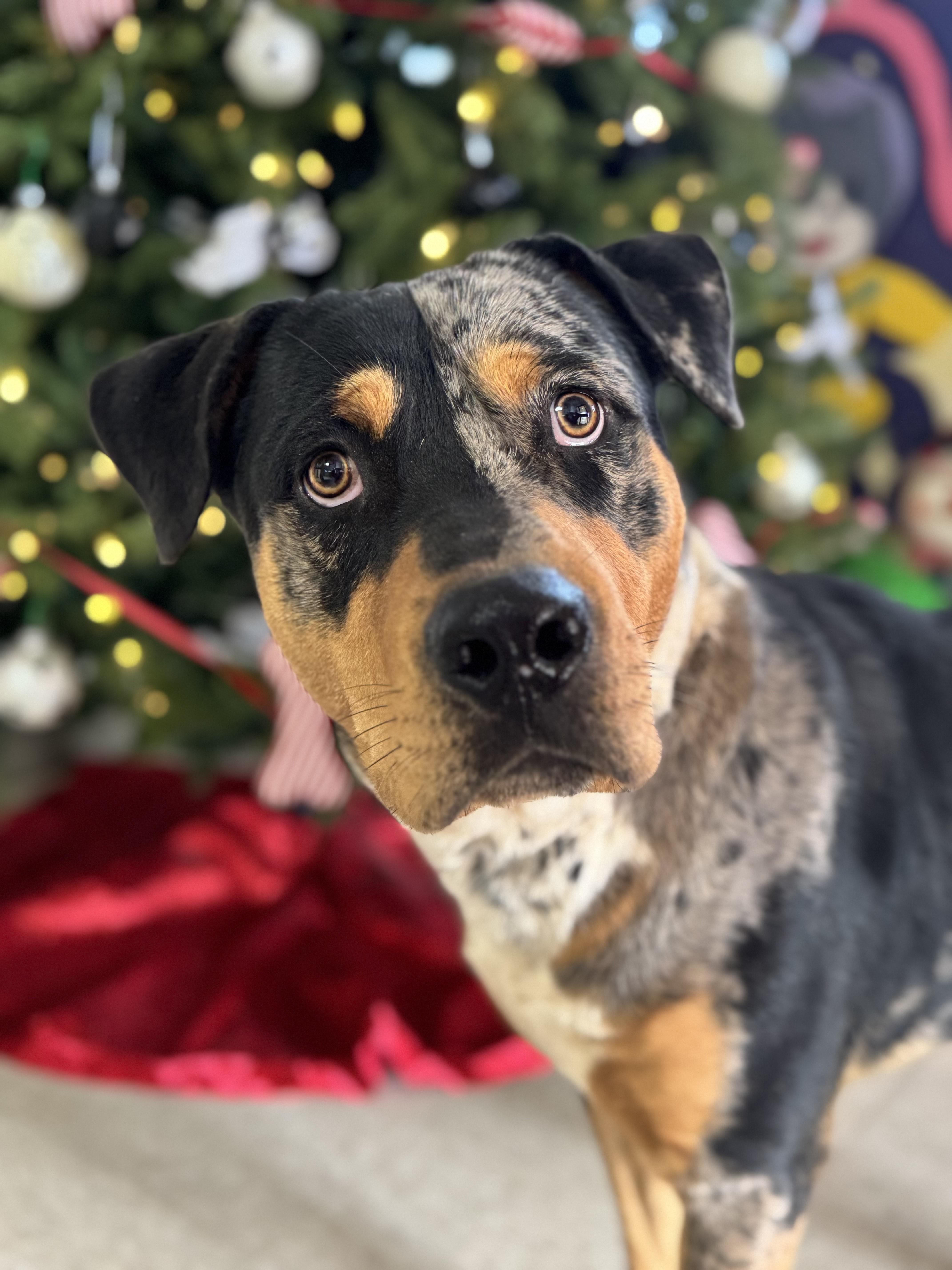 Fat Boy, a Adoptable Mixed Breed in Chickasha, OK image 2/2