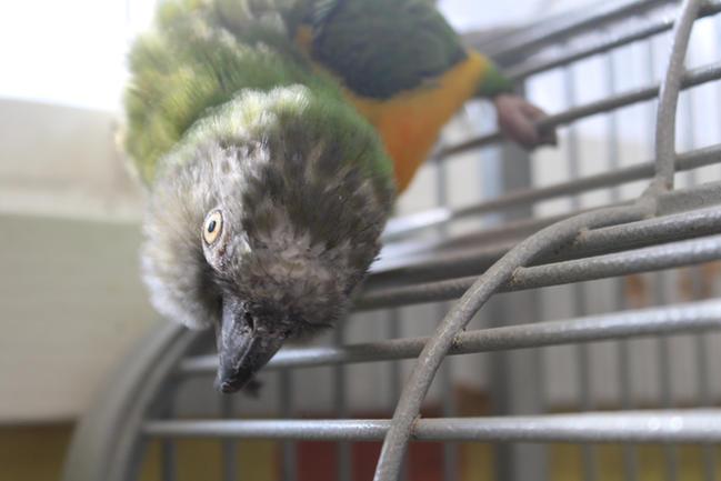 Enlarge City, a Adoptable Poicephalus / Senegal in Edgerton, WI image 1/1