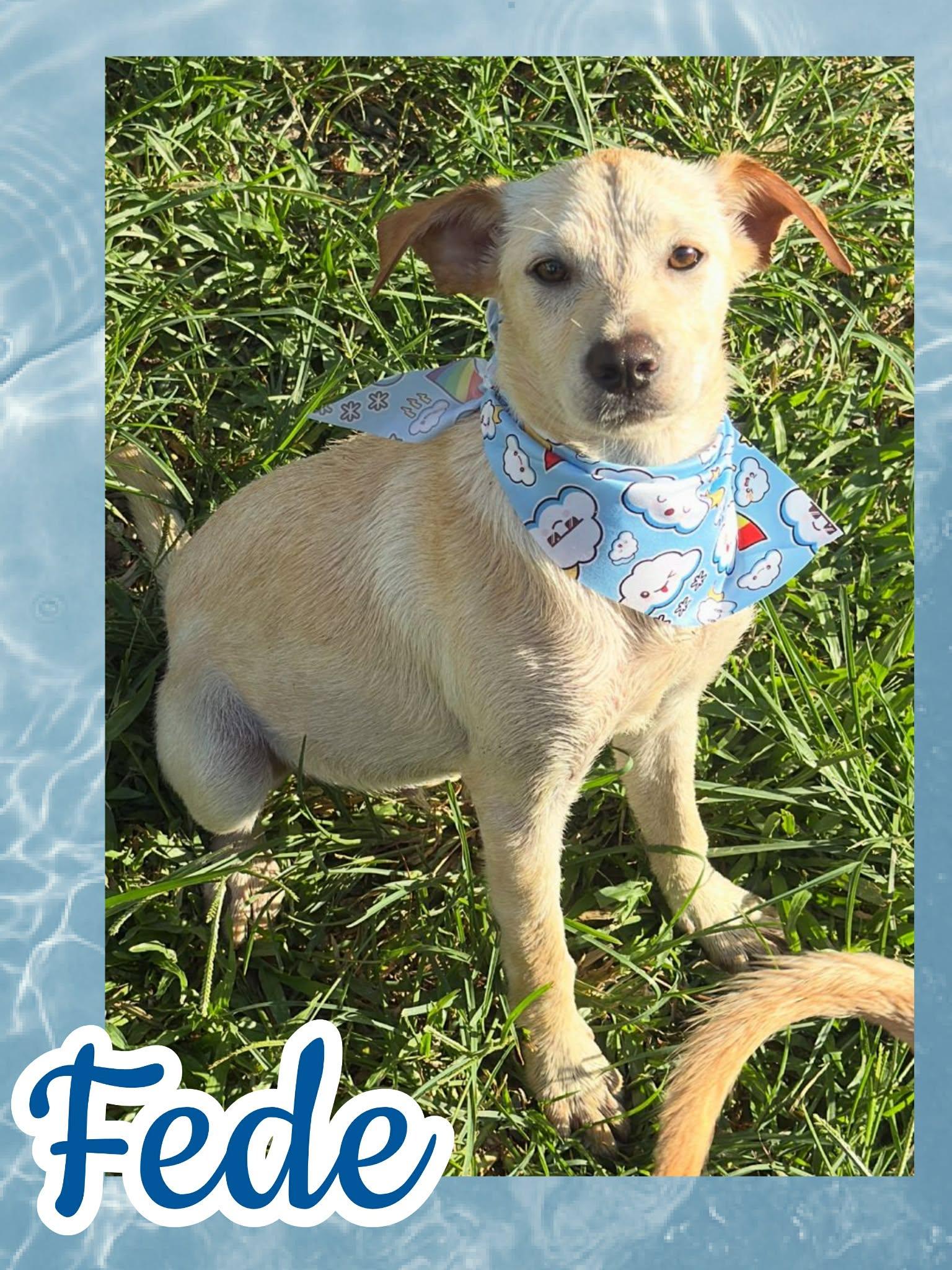 Fede, ADOPTABLE, Young Male Labrador Retriever.