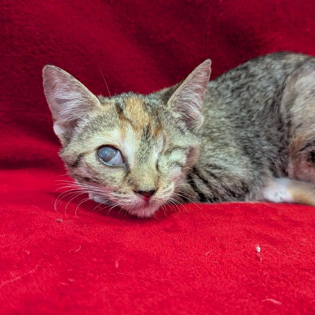 Enlarge Zombie, an adopted mixed breed in Ocala, FL image 1/3